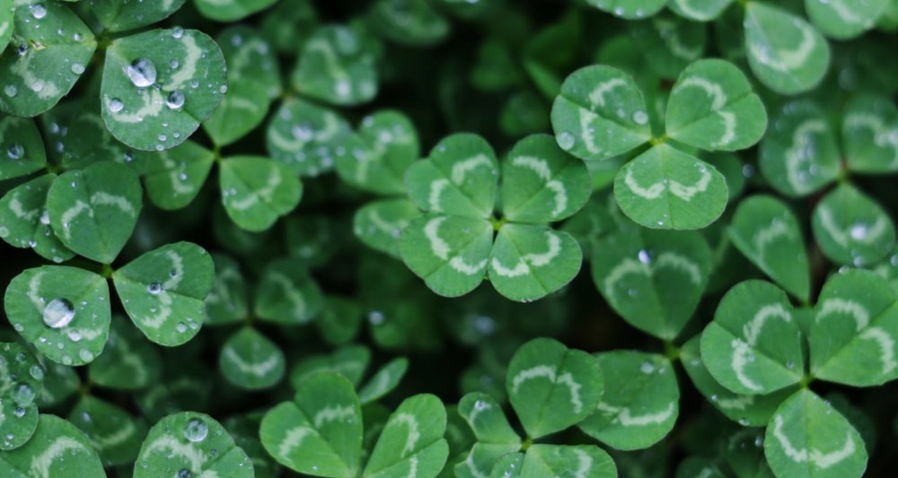 Crafts With Kids: How To Catch A Leprechaun
